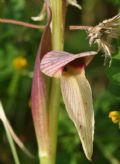 Serapias lingua